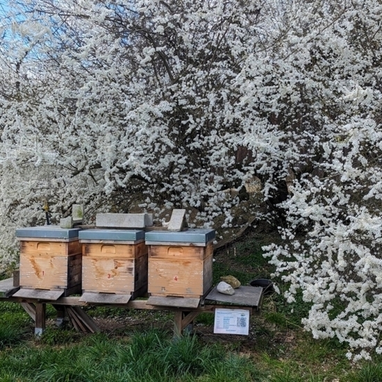 Bienenstock_j